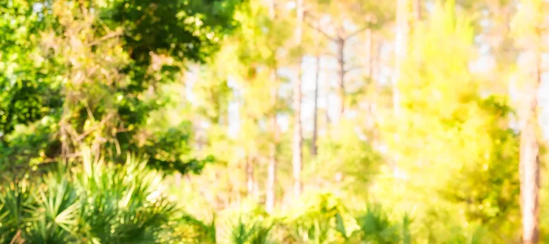 Sunlit pines and palmettos along the trail.